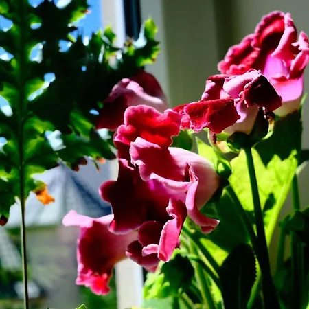 ホームステイ Avila