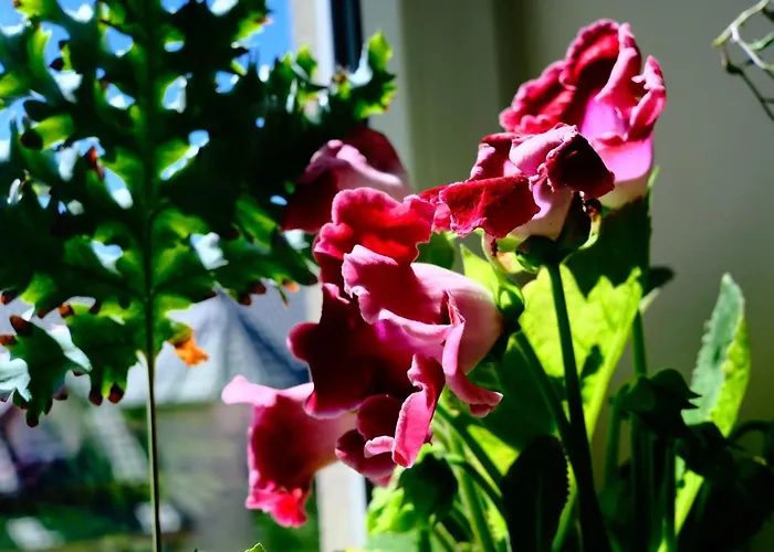 Проживание в семье Avila